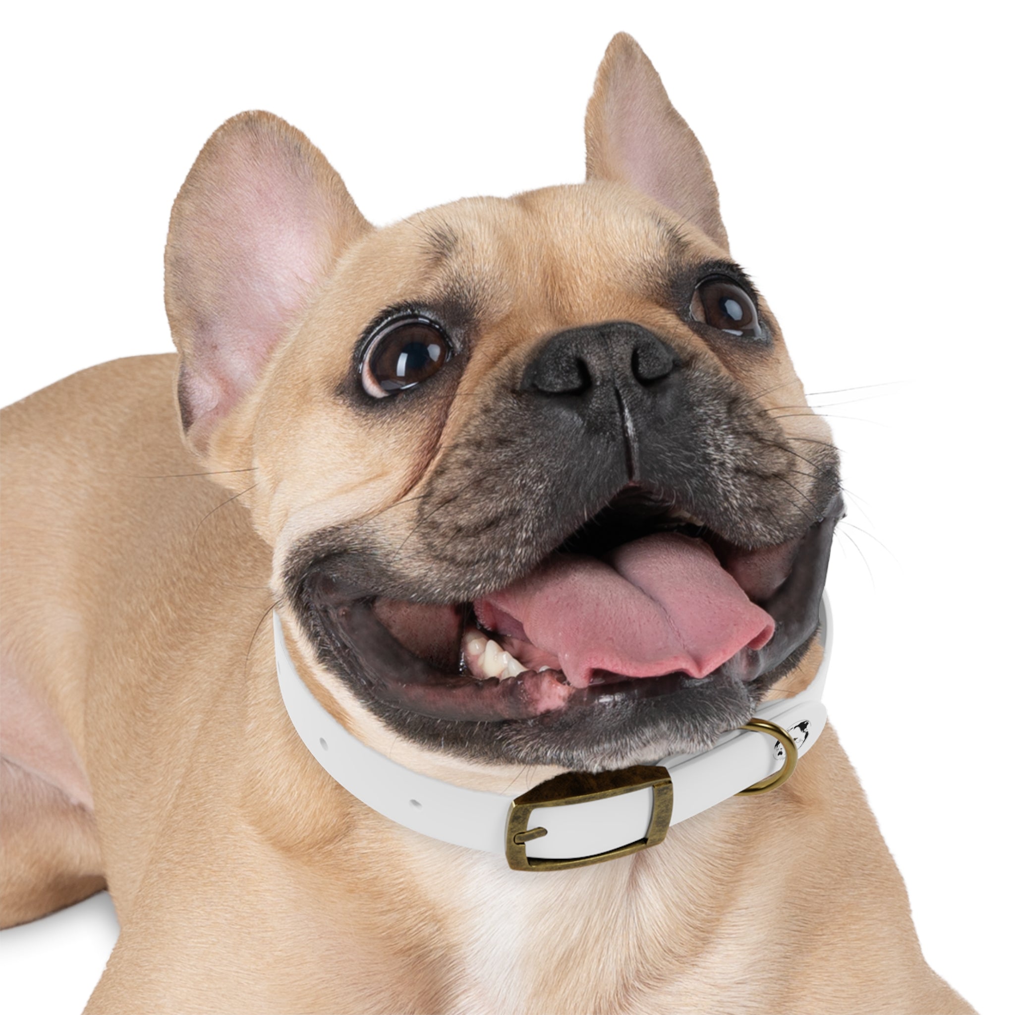 Voyagers Outlet Travel Buddy Collar